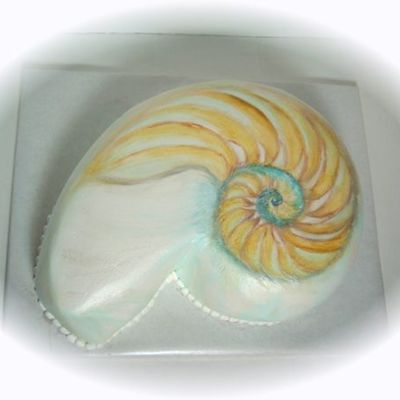 Nautilus Shell