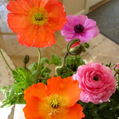 Poppies