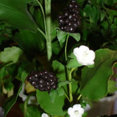 Blackberries