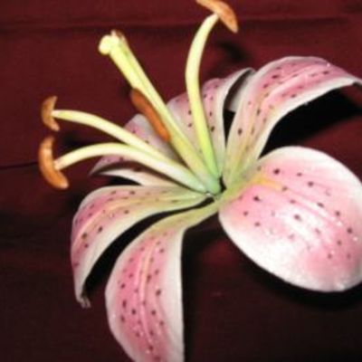 Gumpaste Rubrum Lilly