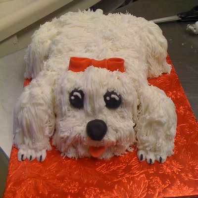 Maltese Dog