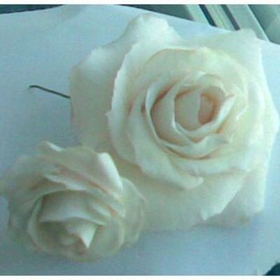 White Roses