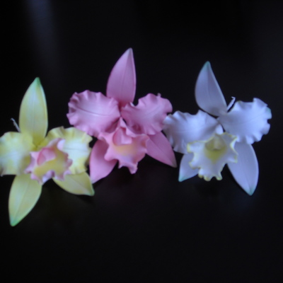 Cattleya Orchids