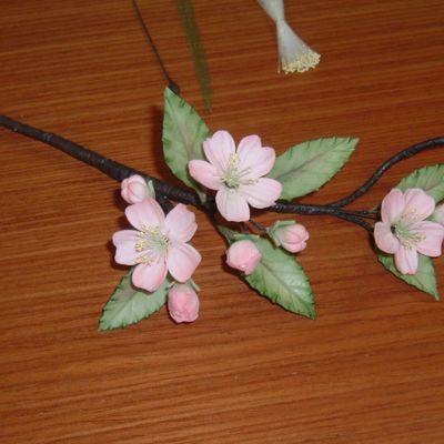 Cherry Blossom