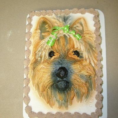 Yorkie