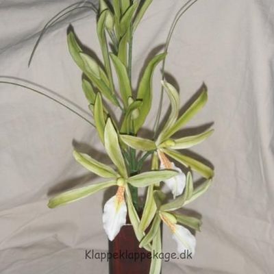 Miltonia Flavescens Vine/branch