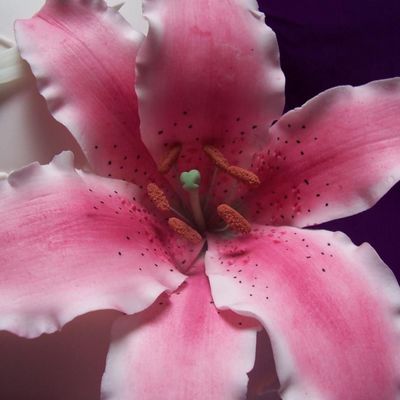 Stargazer Lily