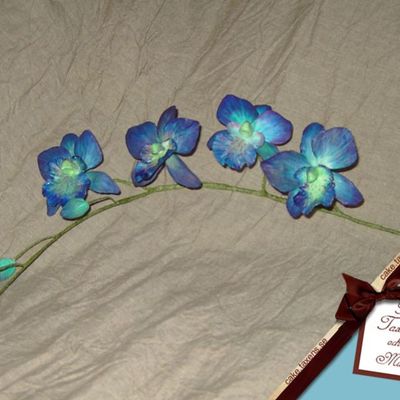 Blue 'n Green Orchid