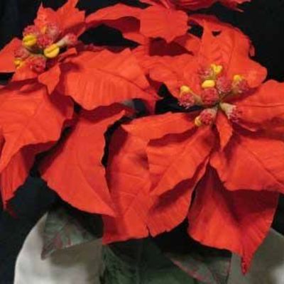 Poinsettia