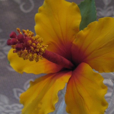 Hibiscus