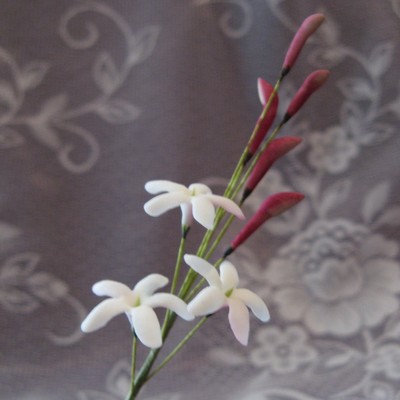 Jasmine