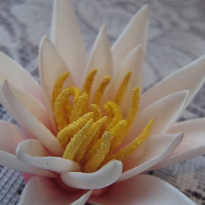 Water Lily