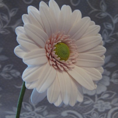 Gerbera