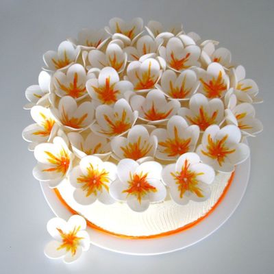30+1 Plumeria Blossoms