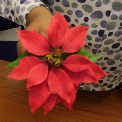 Poinsettia
