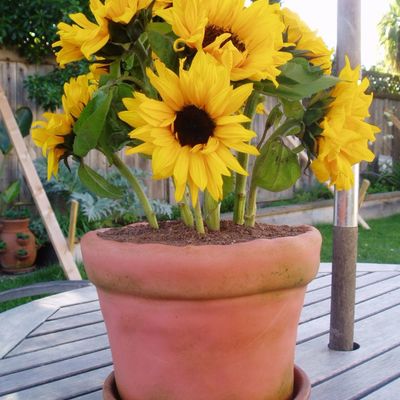 Pot Of Sunflowers