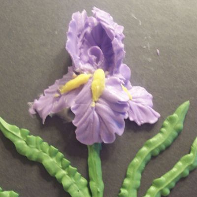 Buttercream Iris