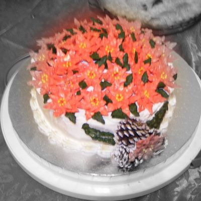 Christmas Pointsetta