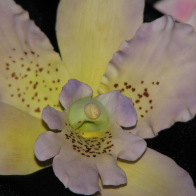 My First Gum Paste Orchids