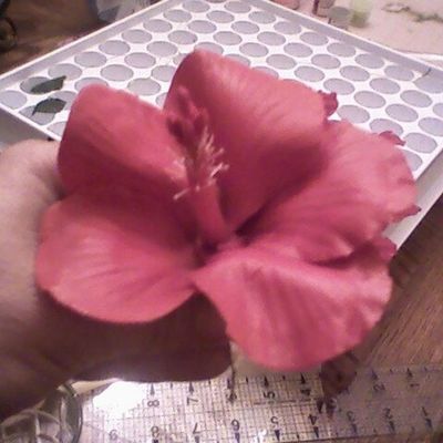 My First Gum Paste Hibiscus Flower