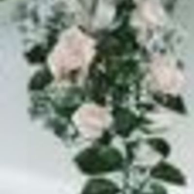 Rose For A Wedding Cake.