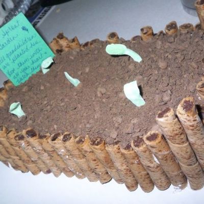 Mother's Day Sprout Cake