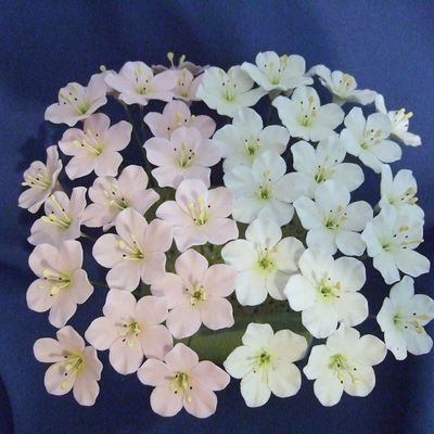 White And Pink Apple Blossoms