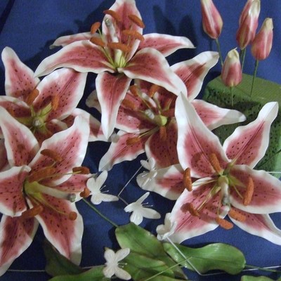 Stargazers And Butterflies