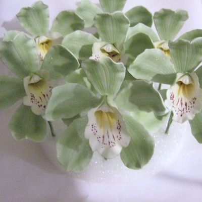 Green Cymbidium Orchids