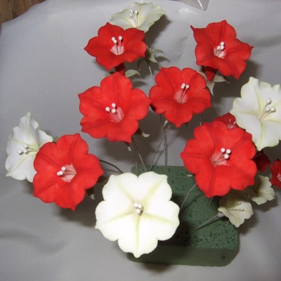 Red & White Petunias