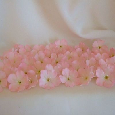 Pink Cherry Blossoms