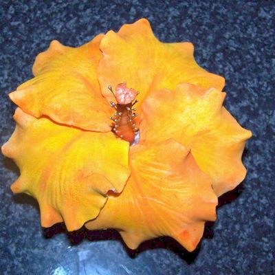 Hibiscus