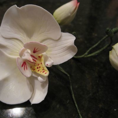 Moth Orchid
