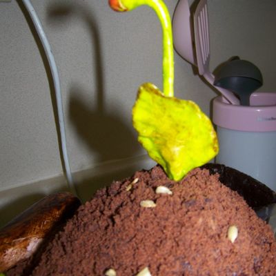 Gardening Cake