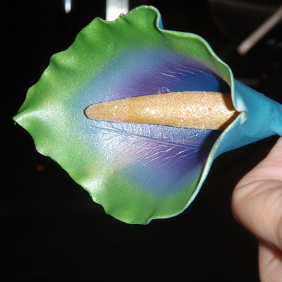 Peacock Colored Calla Lily