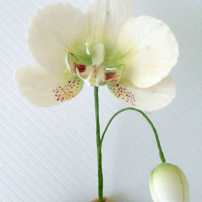 Moth Orchid