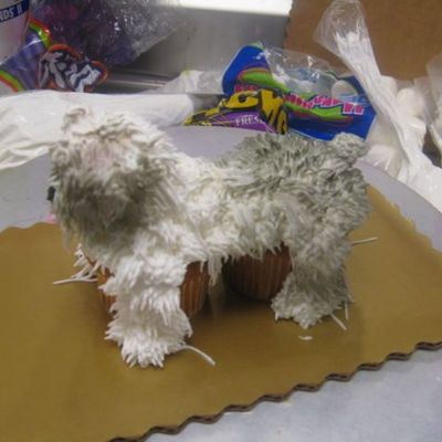 Sheepdog