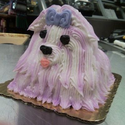 Purple Shih Tzu