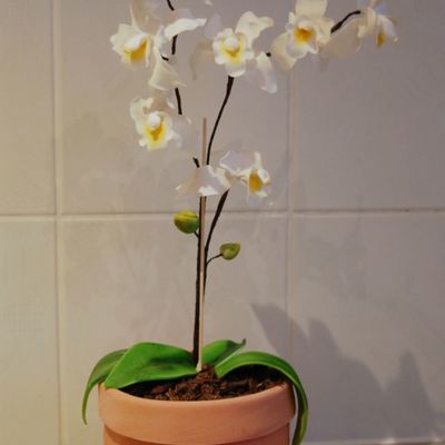White Orchid
