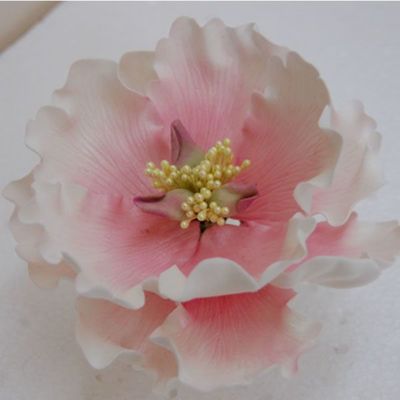 Open Peony