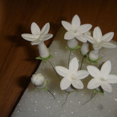 Stephanotis