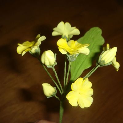 Primroses