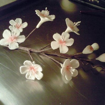 My First Cherry Blossoms!