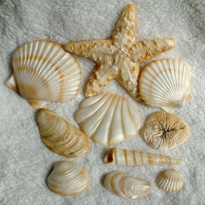 Gum Paste Seashells