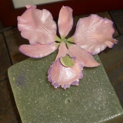 Pink Cattleya Orchid