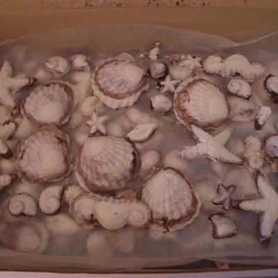 Chocolate Seashells