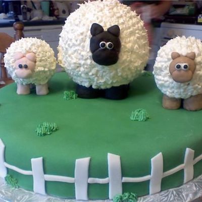 Sheep!