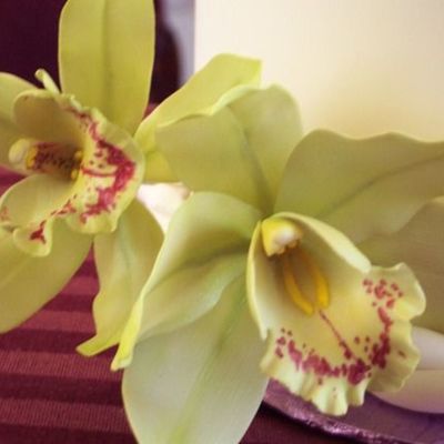 Green Cymbidiums