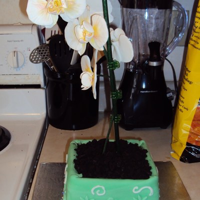Moth Orchid Cake