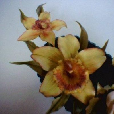 Cymbidium Orchid